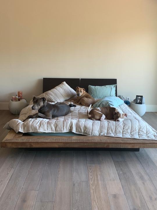 Animal advocate Whitney Cummings shares her bed with her dogs.
