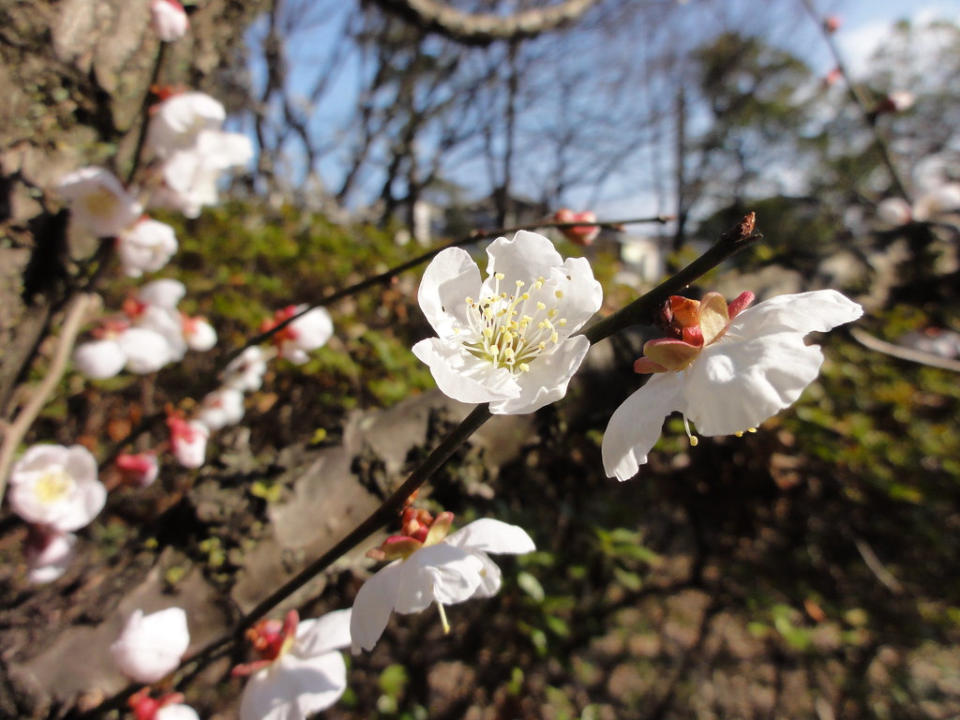 梅花(Photo Credit: yamatsu @Flickr, License: CC0 1.0，圖片來源：https://www.flickr.com/photos/29310050@N04/7105590187)