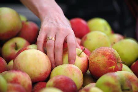 Apples are displayed at a fruit and vegetables market in Warsaw August 13, 2014. REUTERS/Filip Klimaszewski