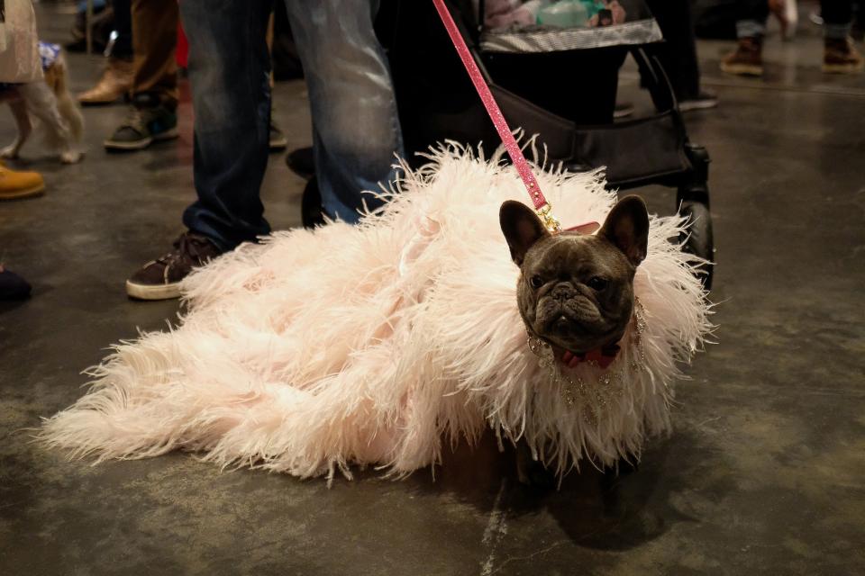 Inside PetCon 2018, the largest gathering of Insta-famous pets—and those aspiring to spon-con their sheepadoodle.