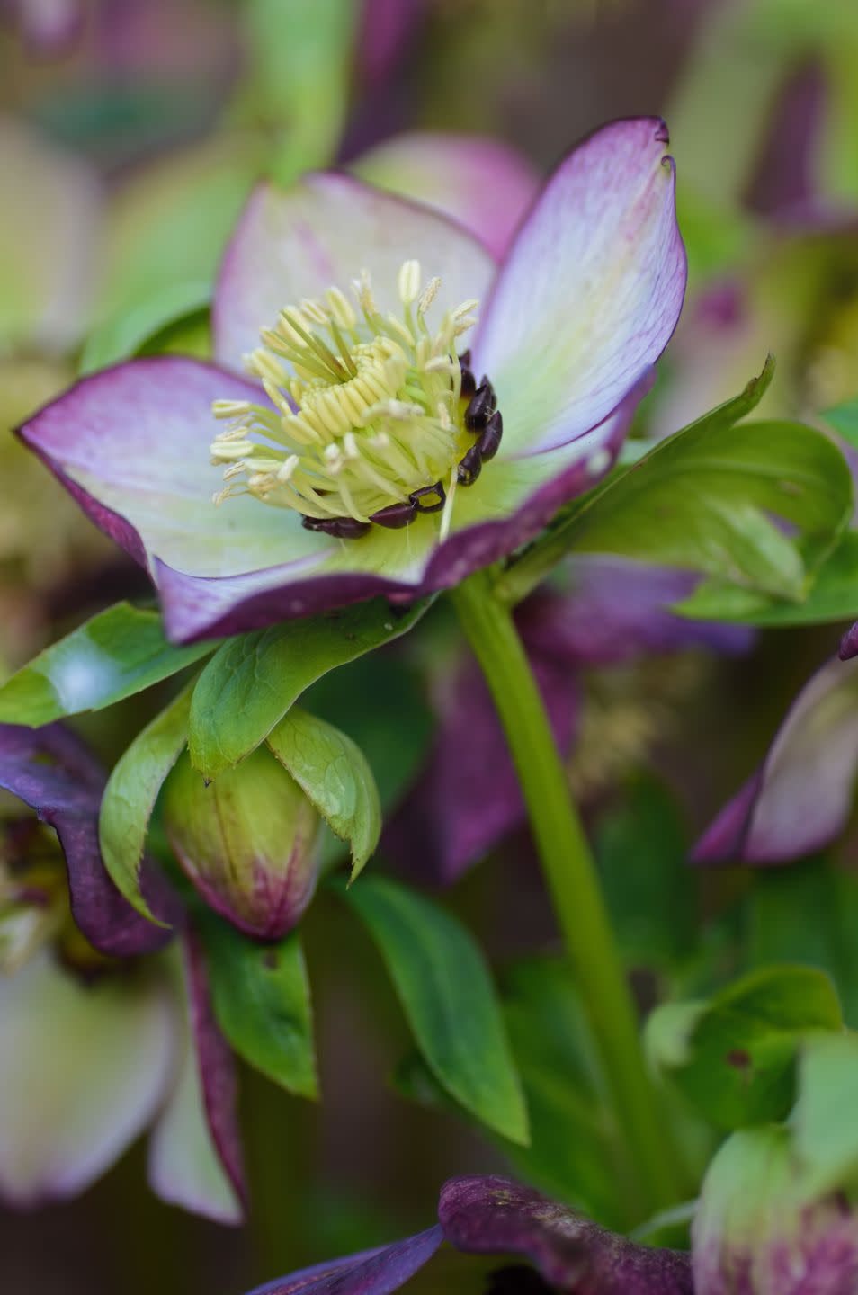 Helleborus flower