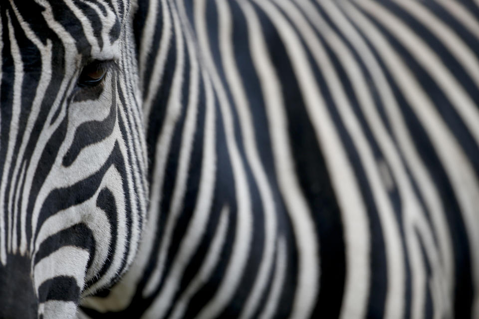 A zebra stands inside her enclosure at the eco-park in Buenos Aires, Argentina, on Aug. 7, 2018. The zoo was inaugurated in 1875 on what was then a quiet patch on the outskirts of Buenos Aires. (Photo: Natacha Pisarenko/AP)