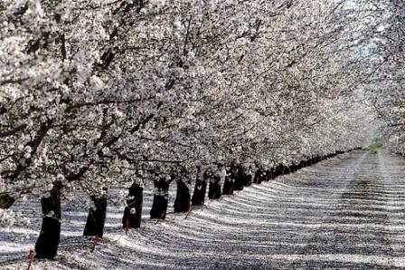 Almond flowers as far as the eye can see (Photo: David Gallagher)