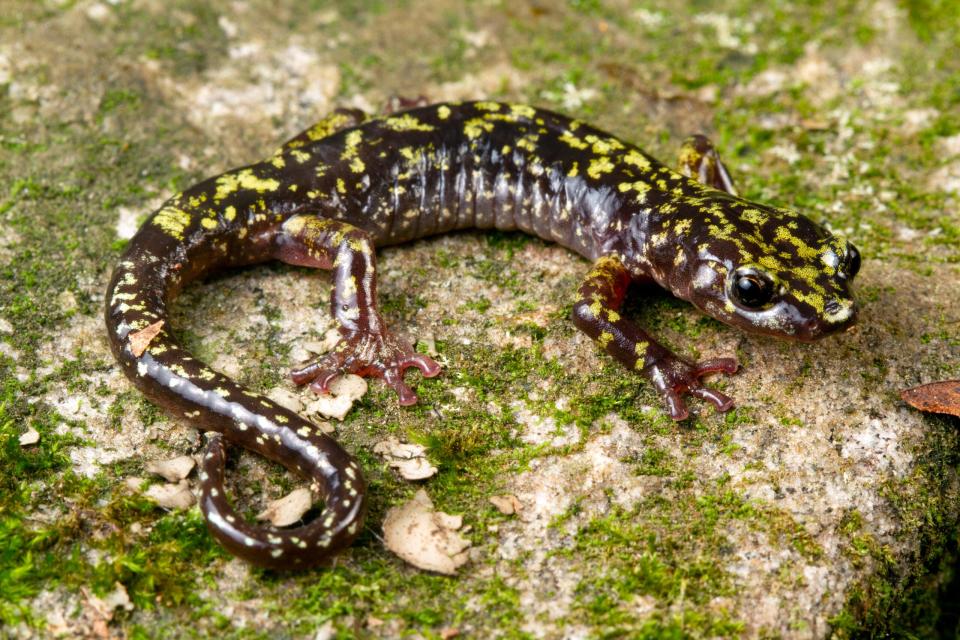 The Hickory Nut Gorge green salamander (Aneides caryaensis) is found in North Carolina, and is listed as critically endangered.