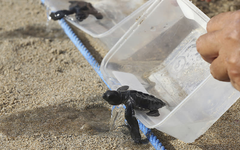 Baby turtles are released into the ocean