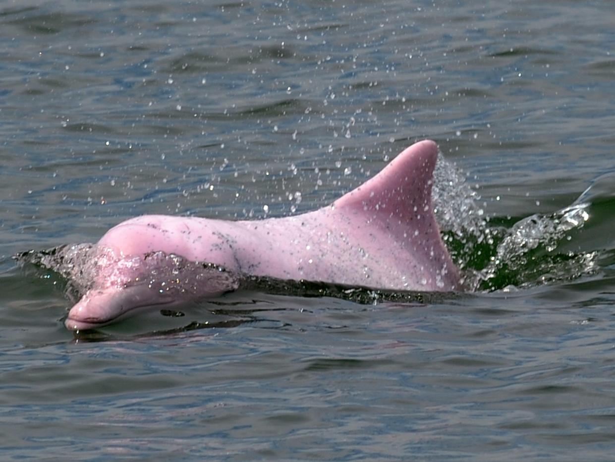 A  Chinese pink dolphin or Indo-Pacific humpback dolphin, nicknamed the pink dolphin (AFP via Getty Images)