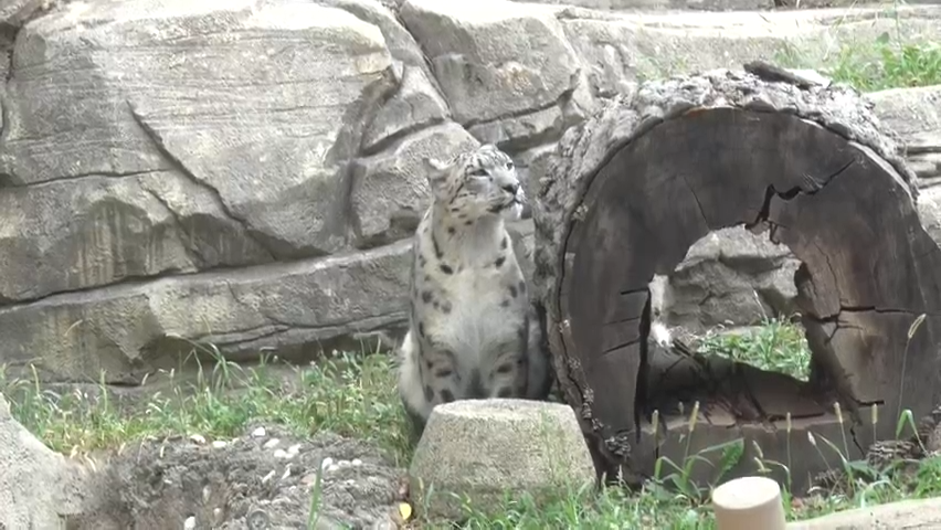 Choto, the Milwaukee County Zoo's newest snow leopard, gets acclimated to his environment.