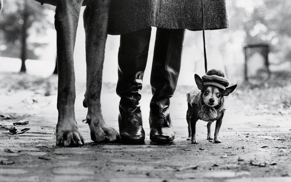 Felix, Gladys and Rover, New York, 1974