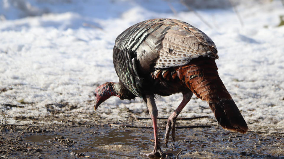 Wild turkey is among the birds you may find this winter, including on the Bird Walks on the first Wednesday of the month at Elkhart County Parks.