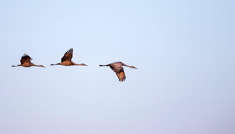 Sandhill crane numbers will again ramp up this fall at the Jasper-Pulaski Fish & Wildlife Area in Medaryville, Ind.