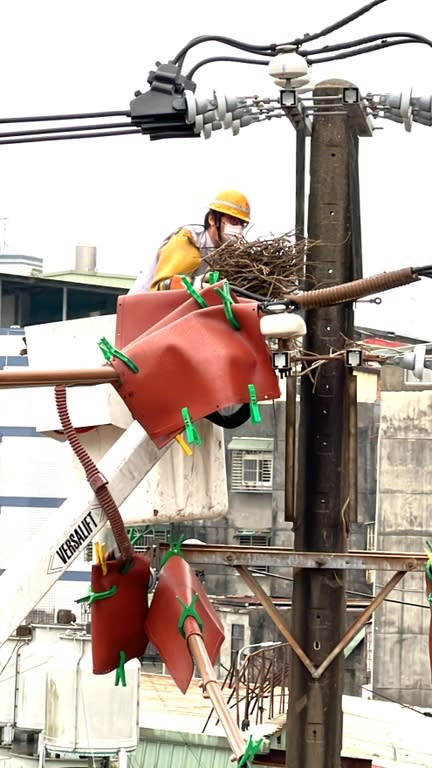 《圖說》為保護喜鵲的安全以及減少停電事故發生，台電人員充當鳥類房仲，替在電桿上築巢的喜鵲另覓新巢。〈台電北南區處提供〉