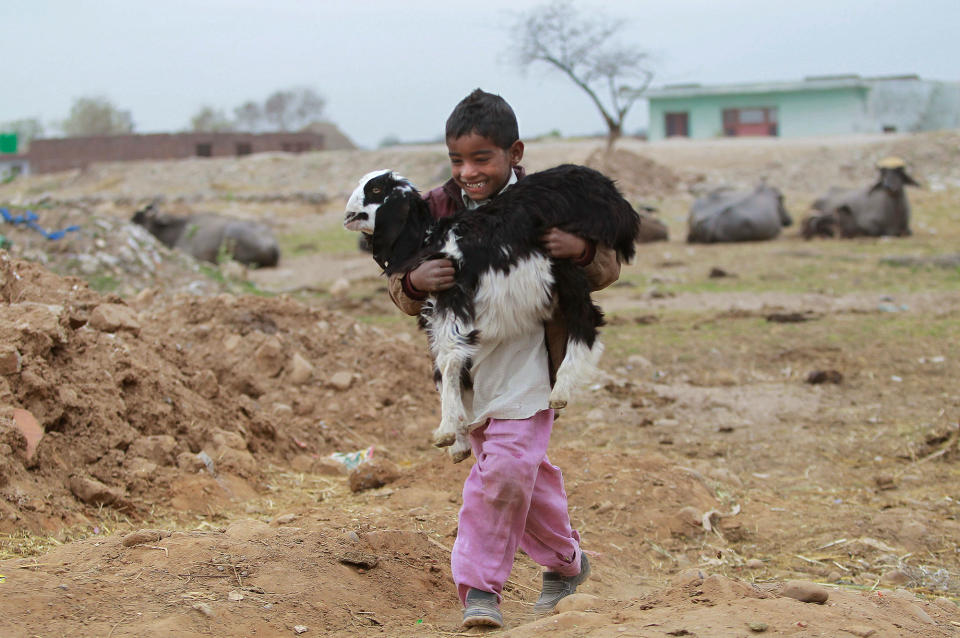 Carrying the goat in India