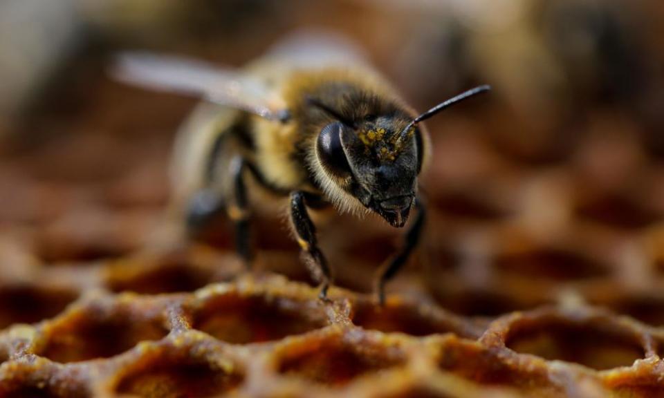 Hive heists: ‘Normal people can’t just go steal 500 hives with a forklift and a truck.’