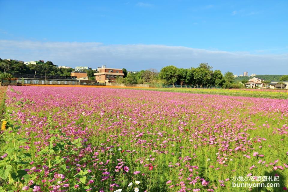 2019桃園花彩節大溪展區，夢幻花海迷宮、彩虹花田浪漫登場