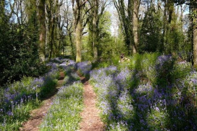 The bluebell woods