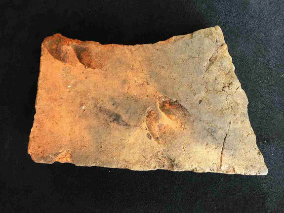 The tiles, which could be nearly 2,000 years old, date back to Britain's early Roman era. The fragment shown here is embedded with the hoof prints of a sheep or goat.