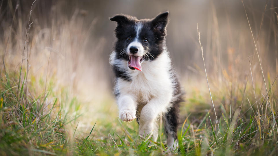 border collie is one of the least expensive pet breeds