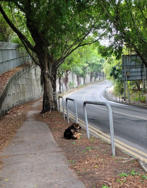 大舊離世後，小黑常呆坐馬路邊。（受訪者提供）