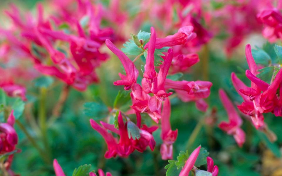 Corydalis solida subsp. solida 'George Baker' - Marianne Majerus