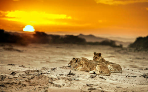 Desert lions in the harsh Namib Desert - Credit: Will Steenkamp/BBC