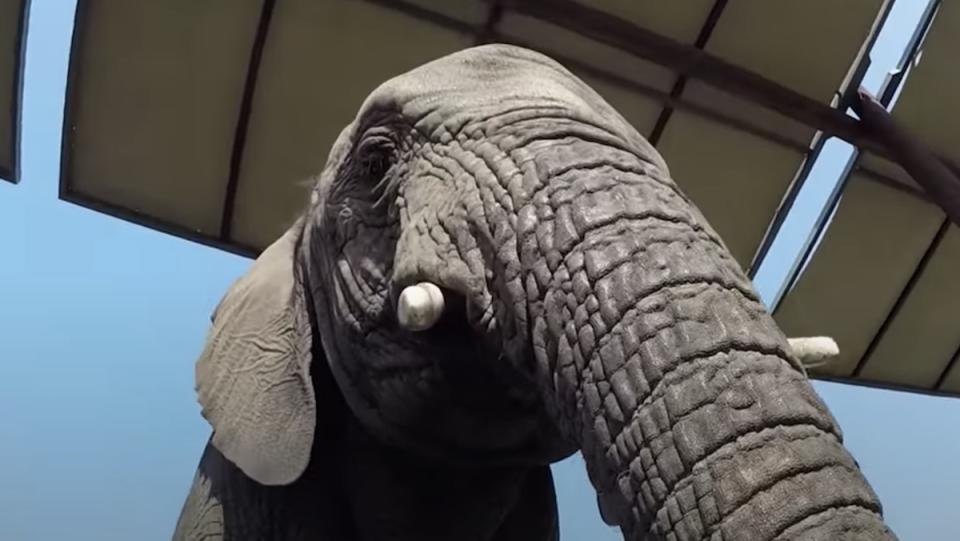 An elephant's head and trunk seen from below