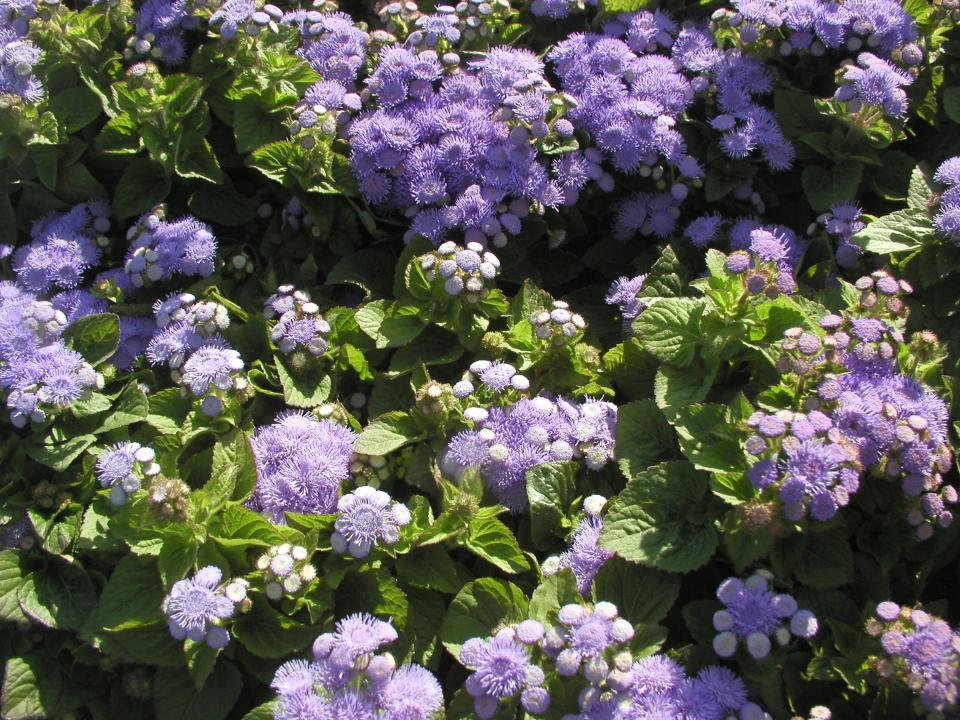 A great cut flower that is easy to grow from seed is Ageratum, commonly called floss flower.