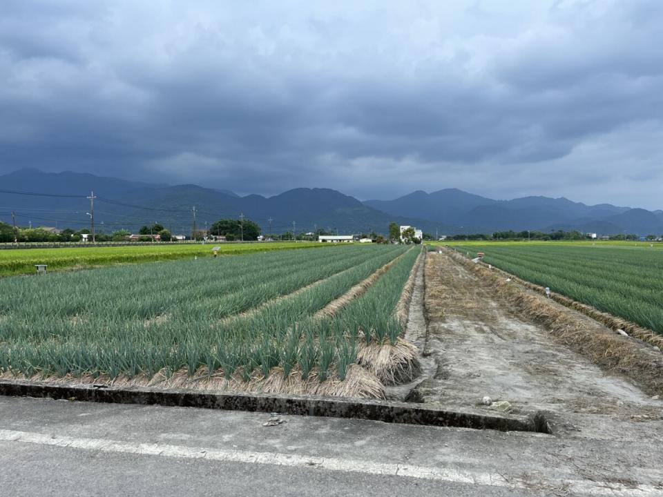 ▲執行性費洛蒙共同防治區域之青蔥防治情況良好。