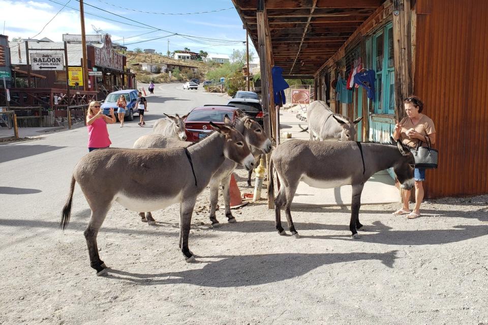 The dangerous dog-scalping burros of Oatman (Simon and Susan Veness)