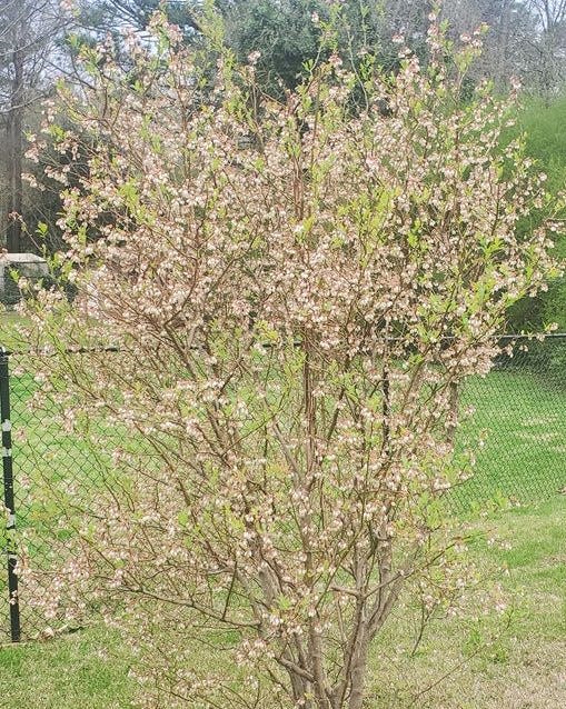 Highbush blueberry in bloom.