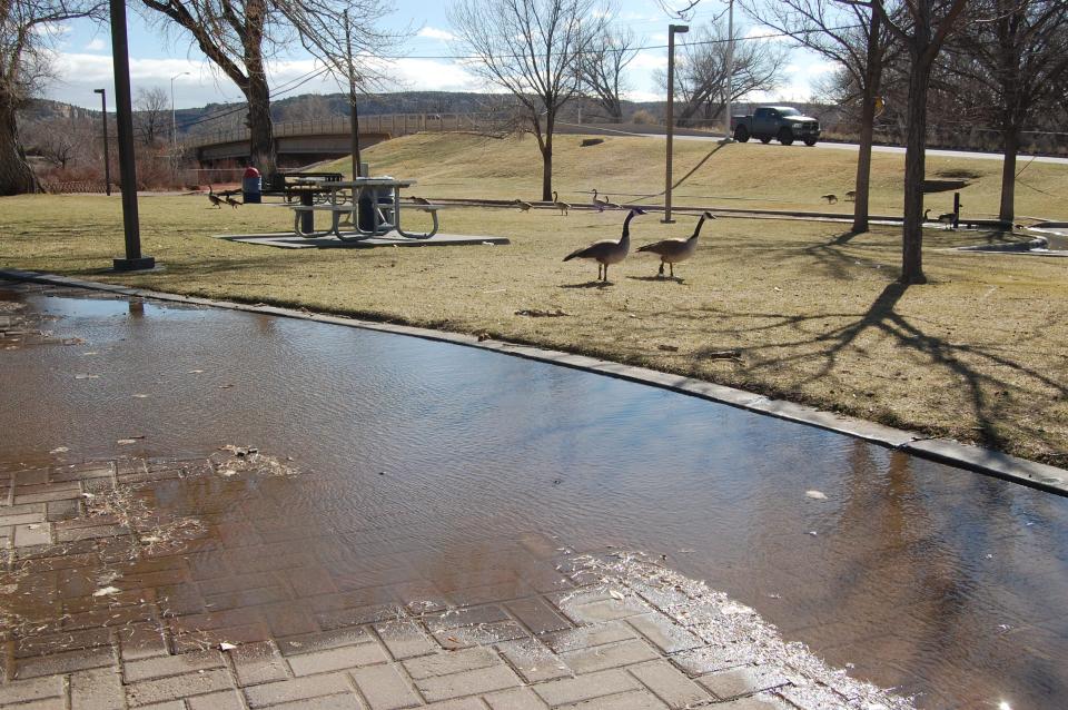 A pair of geese stroll across the grass near a puddle at Boyd Park in Farmington on March 16 after several days of wet, gloomy weather.