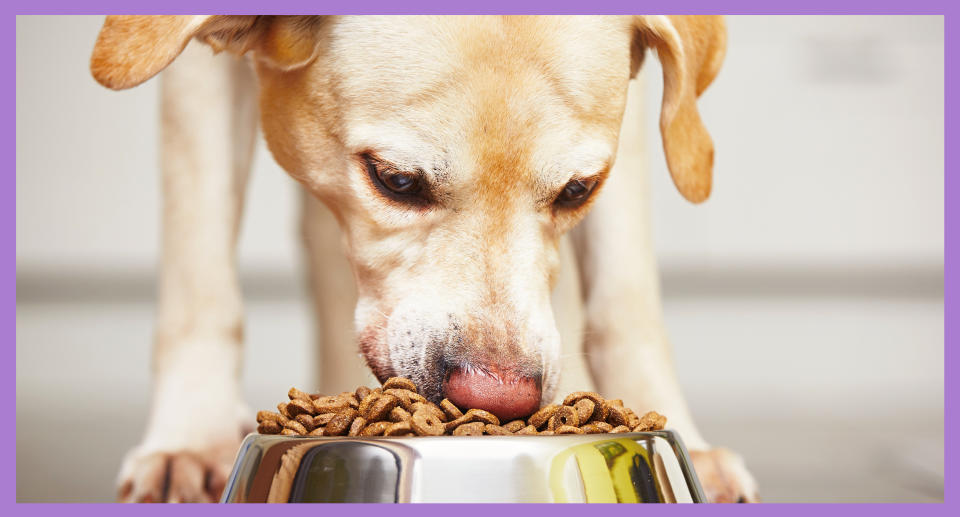 Your pet’s healthy digestive system can be thrown off for several reasons, and all can impact your pet’s health, according to Brian Zanghi, PhD, senior researcher and nutritionist at Purina. (Photo: Getty Images)