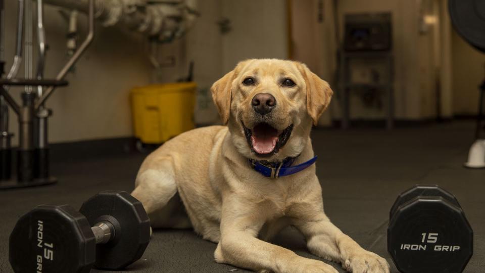 Ike, a combat operational stress control dog, spends time in the gym aboard the amphibious assault ship Wasp on June 26, 2023. (Mass Communication Specialist Seaman Kaitlin Young/U.S. Navy)