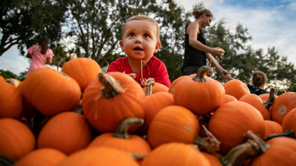 It's prime time for pumpkins, as there are plenty popping up all over Palm Beach County in October.