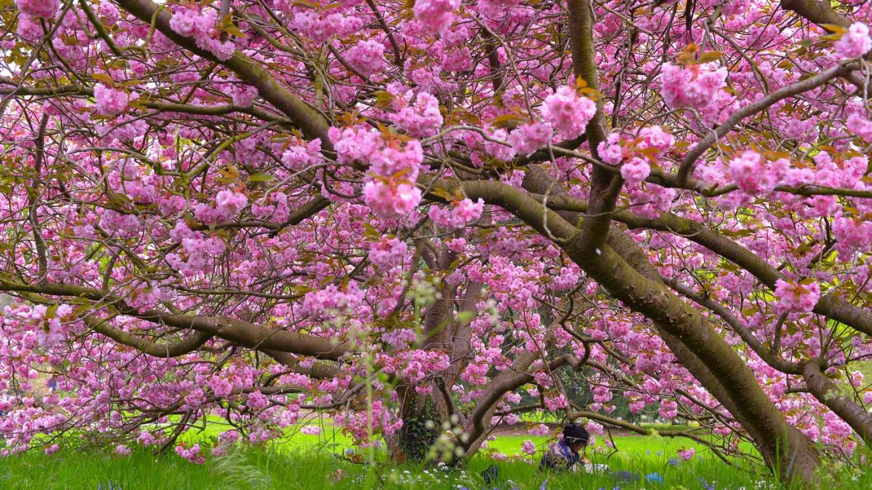 woman sitting under a cherry tree in blossom