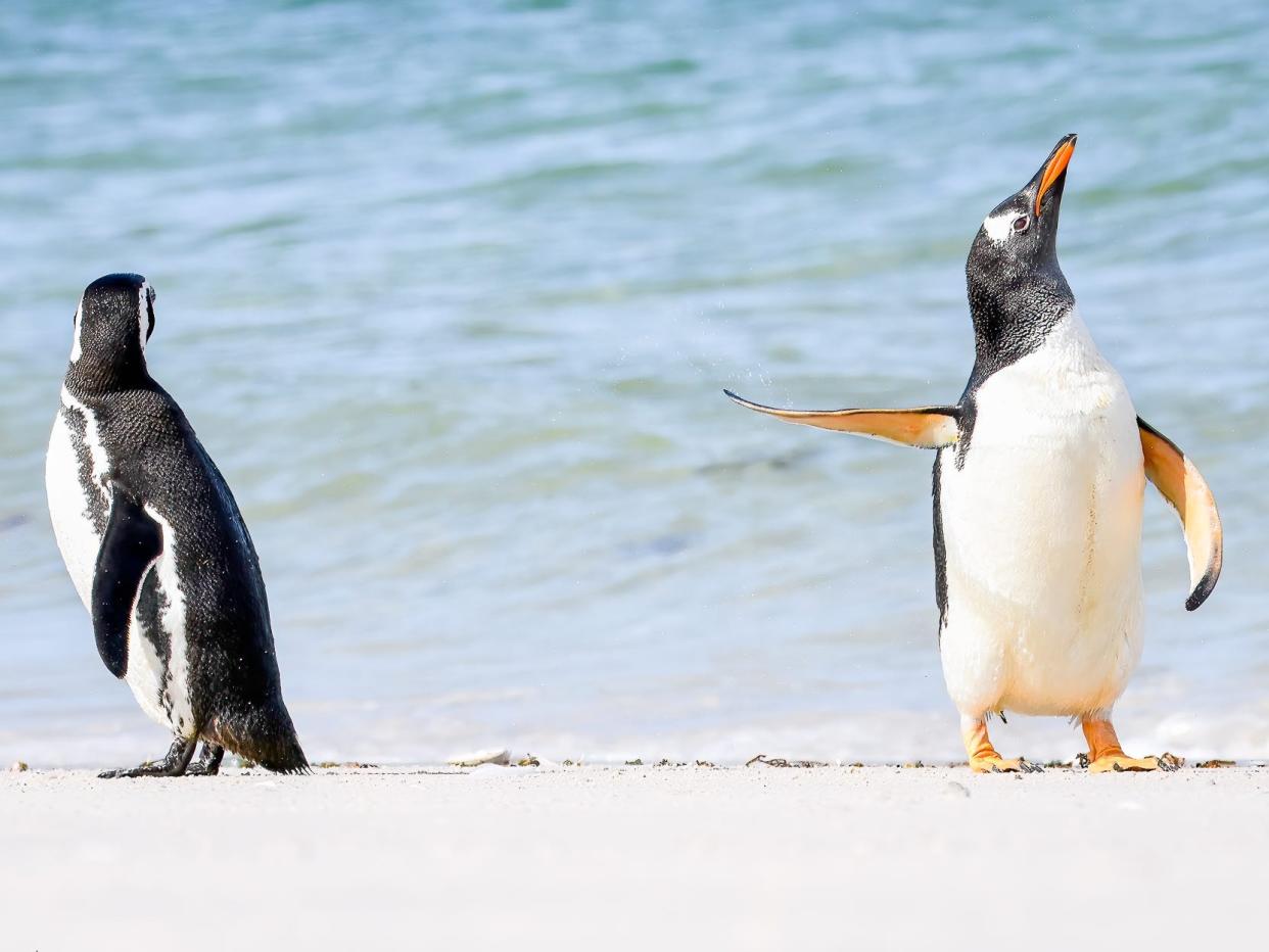 A penguin gestures with his fin at another penguin.