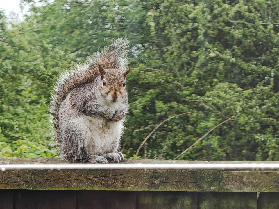 Squirrel sitting on top of a fence