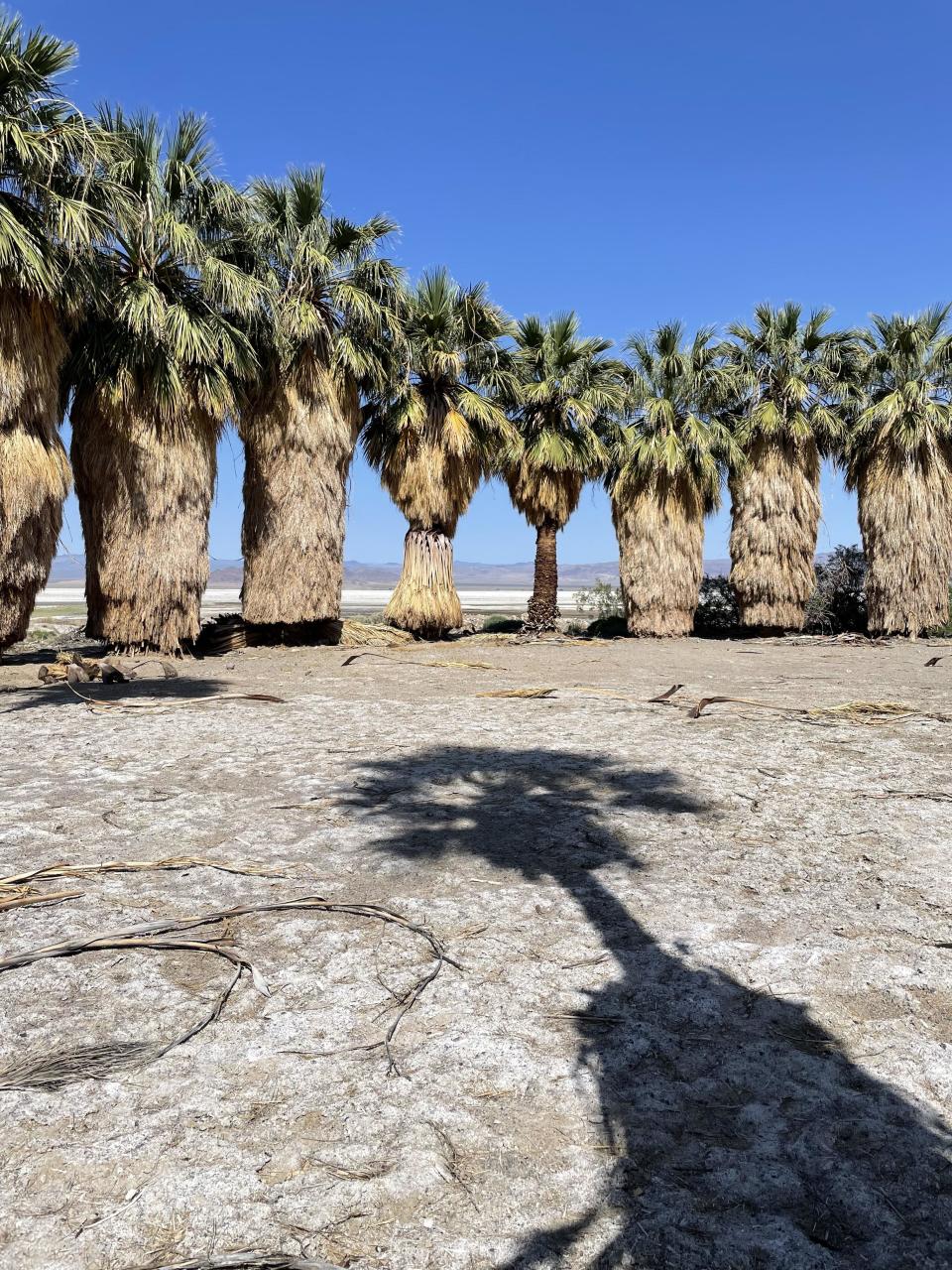 Several tall palm trees in a dry, rocky landscape, casting long shadows on the ground