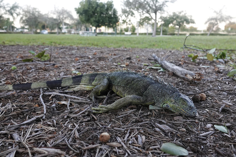 Falling Iguanas