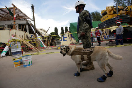 Rescue dog Frida and her handler work after an earthquake hit Mexico City, Mexico September 22, 2017. REUTERS/Daniel Becerril