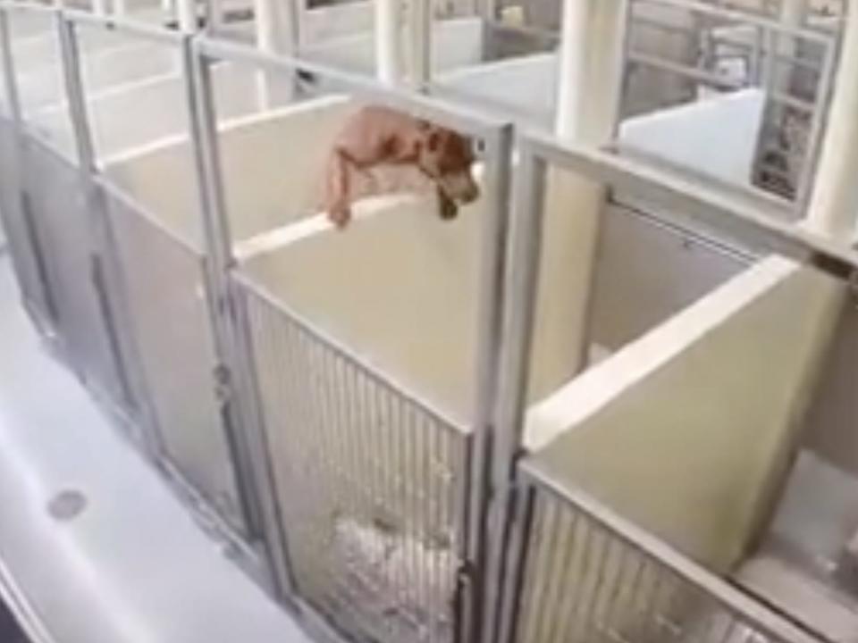 Brenda the dog climbs over the wall to reach her friend, Linda, at Minneapolis Animal Care And Control.