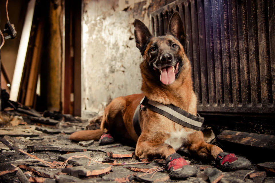 <p>A service dog from the West Midland Fire Brigade poses in his special protective booties. (Robert James Dray/PA Wire)</p>