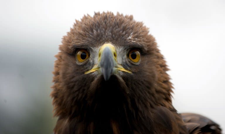 A video of a golden eagle, similar to the one seen here, swooping down in Montreal and briefly snatching a toddler off the ground sparked online buzz, but turned out on Wednesday to be a hoax that some said harms wildlife