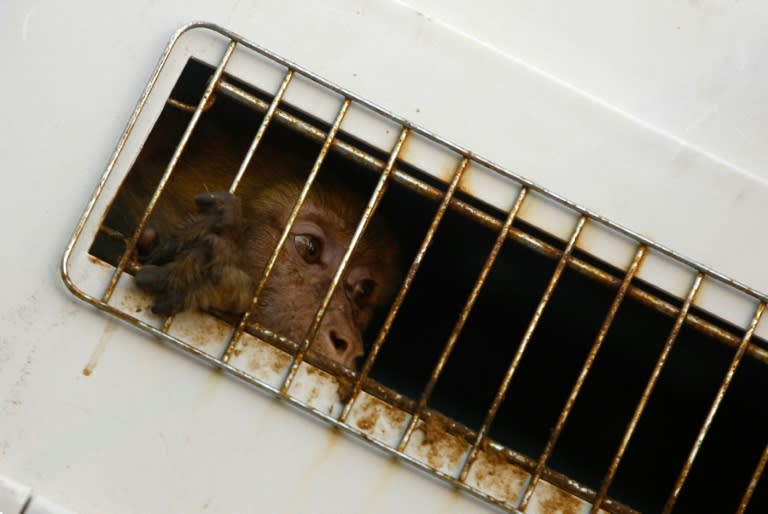 Five monkeys were among the animals rescued from the Gaza zoo, described as the "worst zoo in the world"