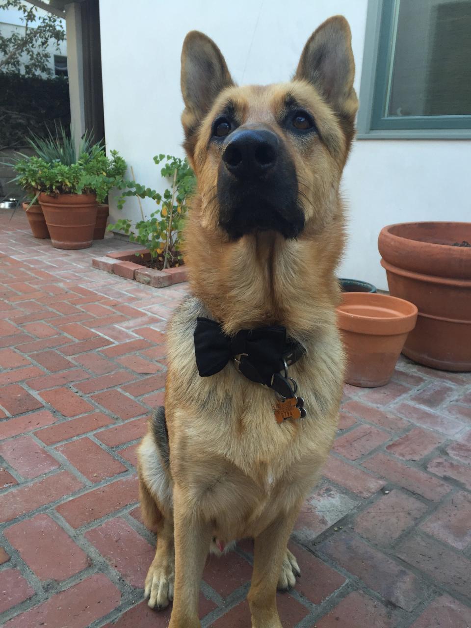 Ace from Manhattan Beach, Calif., looking dapper as ever in his finest formal wear.