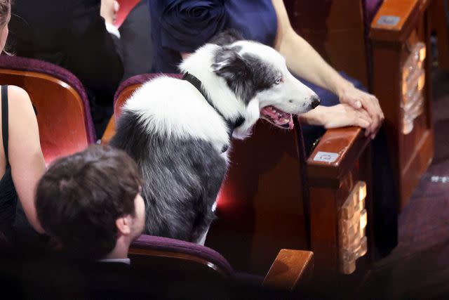 <p>Rich Polk/Variety via Getty</p> Messi the dog at the 2024 Oscars
