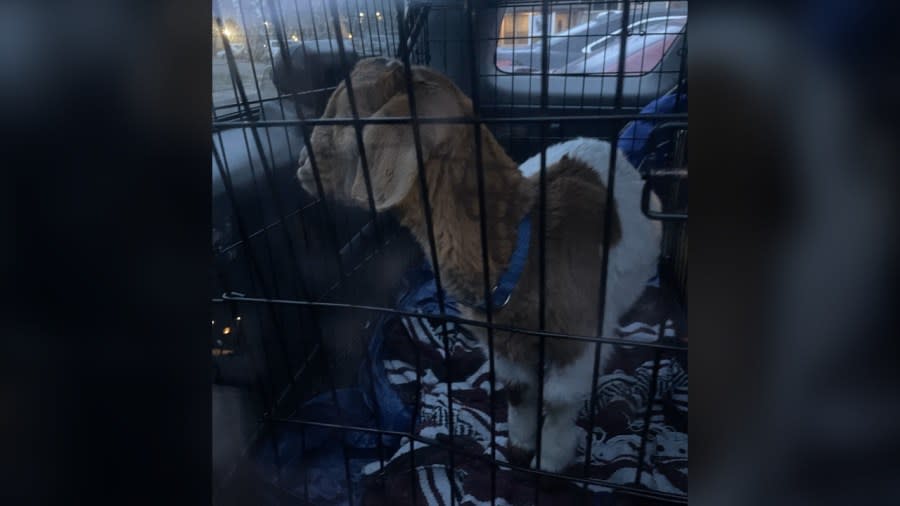 Deputies with the Arapahoe County Sheriff’s Office rescued a goat that was found locked inside a cage in a car overnight more than once. (Photo: Arapahoe County Sheriff’s Office)