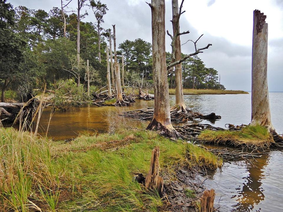 Scientists say so-called "ghost forests" are on the rise on the East Coast of the U.S. thanks to climate change.