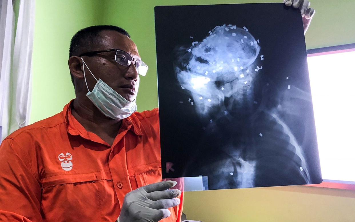 In this photo released by Center for Orangutan Protection (COP), Principal of COP Hardi Baktiantoro holds an x-ray showing air rifle pellets lodged in the head and body of an orangutan during its surgery in East Kalimantan, Indonesia - Center for Orangutan Protection