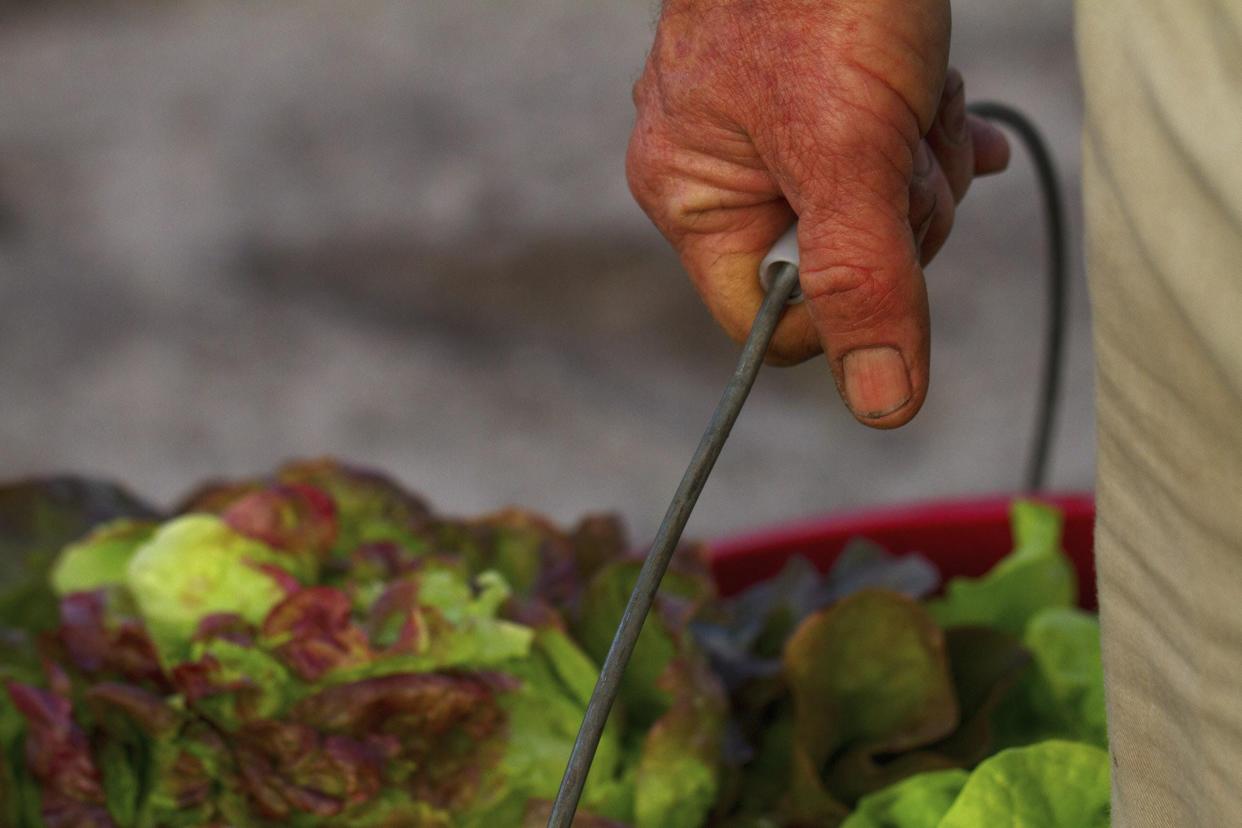 Farmer Carl Frost of Kai-Kai Farm in Indiantown holds a bucket of freshly picked lettuce in the early morning.