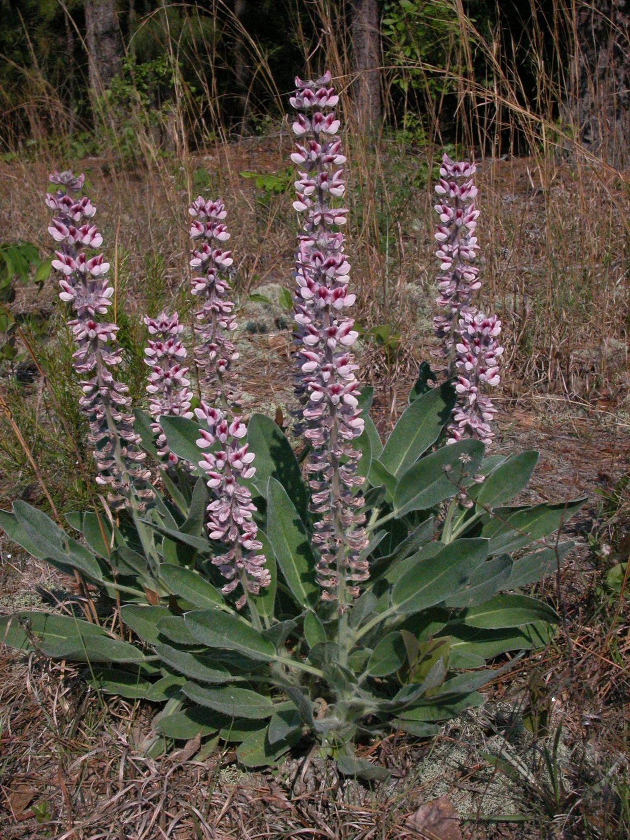 Lady lupine is a gorgeous herb with over 200 fairly close relatives, all close enough to be placed in the same genus.